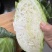 天门市包菜/湖北包菜/对接全网电商团购