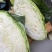 天门市包菜/湖北包菜/对接全网电商团购