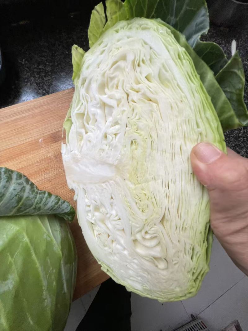 天门市包菜/湖北包菜/对接全网电商团购
