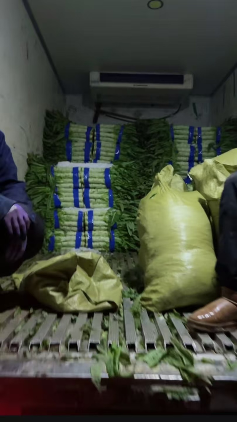 《热卖》甘肃红叶莴笋，红尖叶打捆莴苣，产地直销现货现发