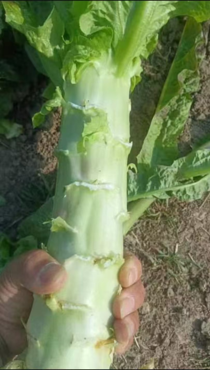 《热卖》甘肃红叶莴笋，红尖叶打捆莴苣，产地直销现货现发