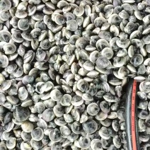 销售黑蛤蜊，质量好价格美，量大电话联系