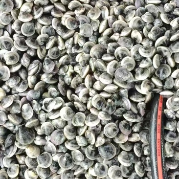 销售黑蛤蜊，质量好价格美，量大电话联系