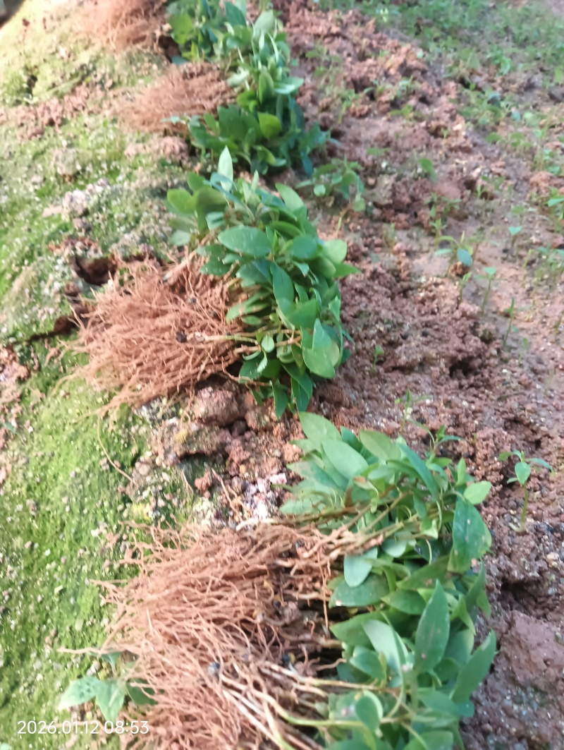 木姜子芽苗