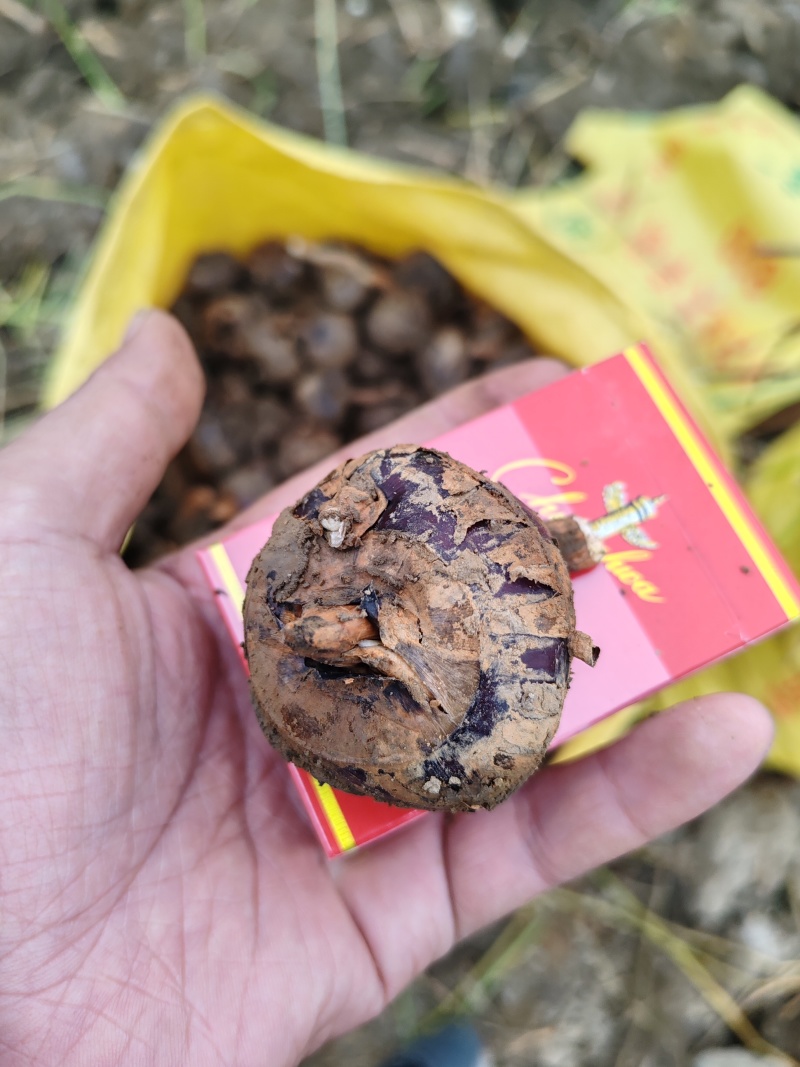 广西荔浦马蹄，清甜化渣，供应电商平台，商超，市场可代发国