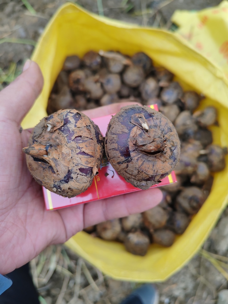 广西荔浦马蹄，清甜化渣，供应电商平台，商超，市场可代发国