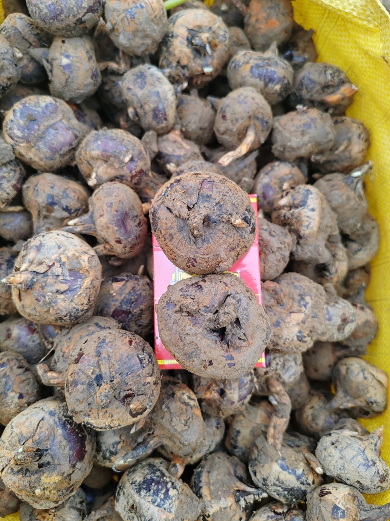 广西荔浦马蹄，清甜化渣，供应电商平台，商超，市场可代发国