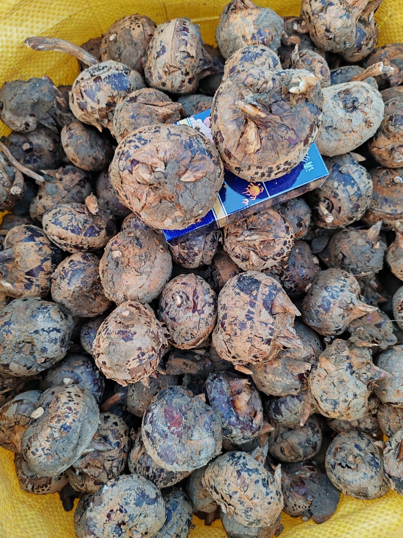 广西荔浦马蹄，清甜化渣，供应电商平台，商超，市场可代发国