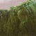 云南四级贡菜，食品厂，电商，酱菜工厂用货，可批发30公斤