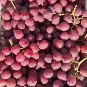 红提葡萄