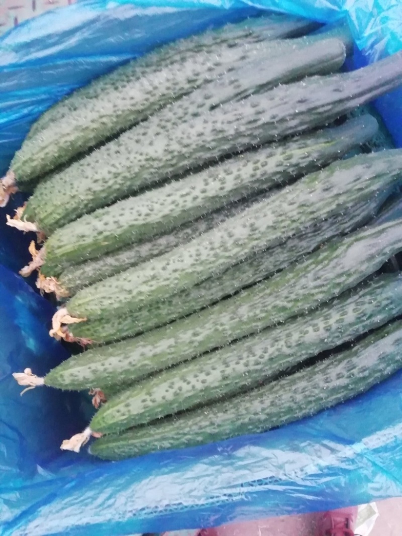 密刺黄瓜，皮毛靓丽，可视频看货，食堂，电商，商超价优