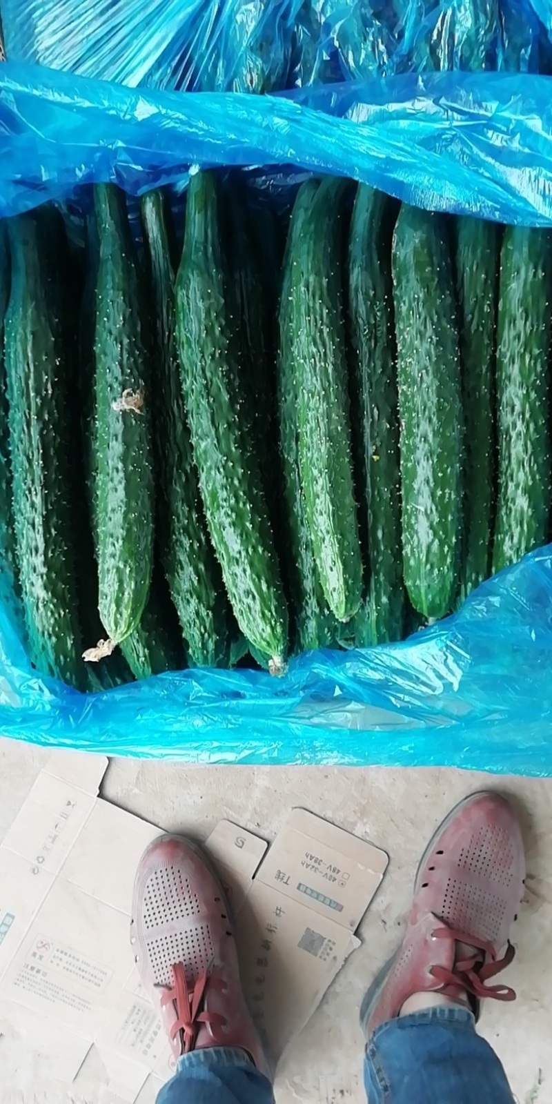 密刺黄瓜，皮毛靓丽，可视频看货，食堂，电商，商超价优