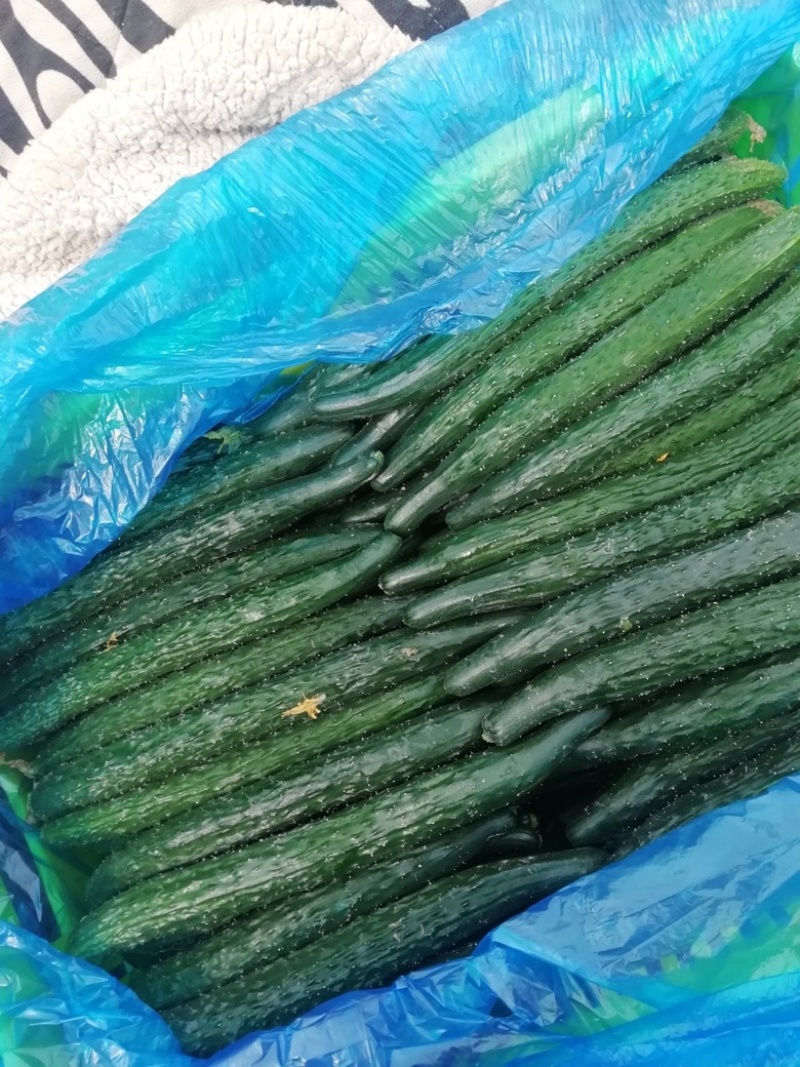 密刺黄瓜，皮毛靓丽，可视频看货，食堂，电商，商超价优