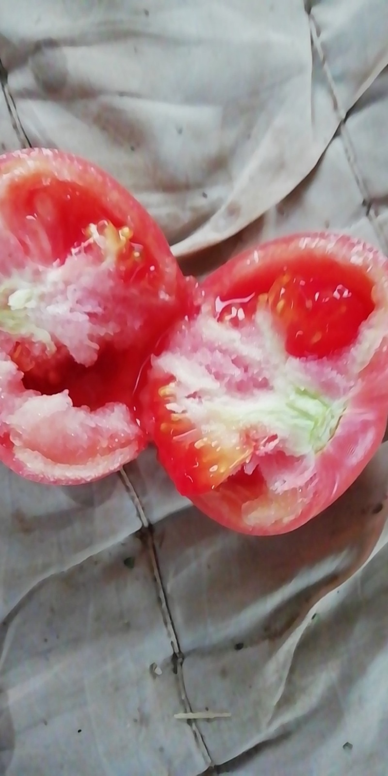 硬粉西红柿，产地一手货源，量大从优，交通便利代发全国