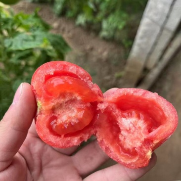 【推荐】江苏口感沙瓤西红柿大量接单供应商超市场食堂