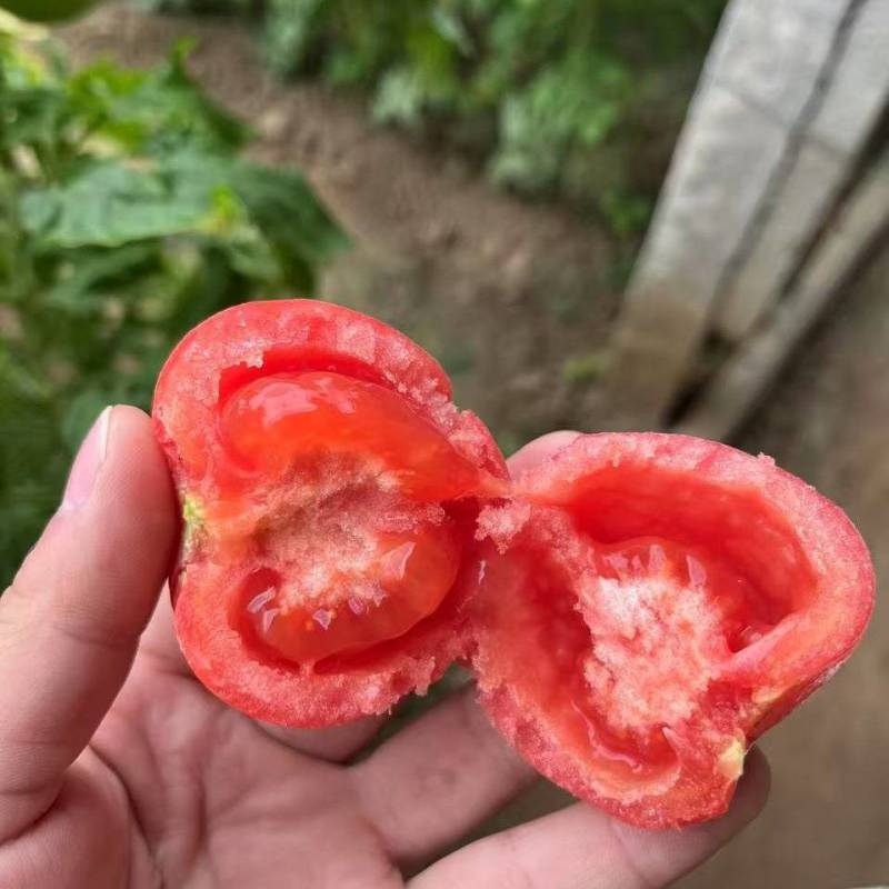【推荐】江苏口感沙瓤西红柿大量接单供应商超市场食堂