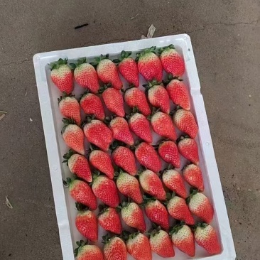 甜查理草莓，一天几万斤上货