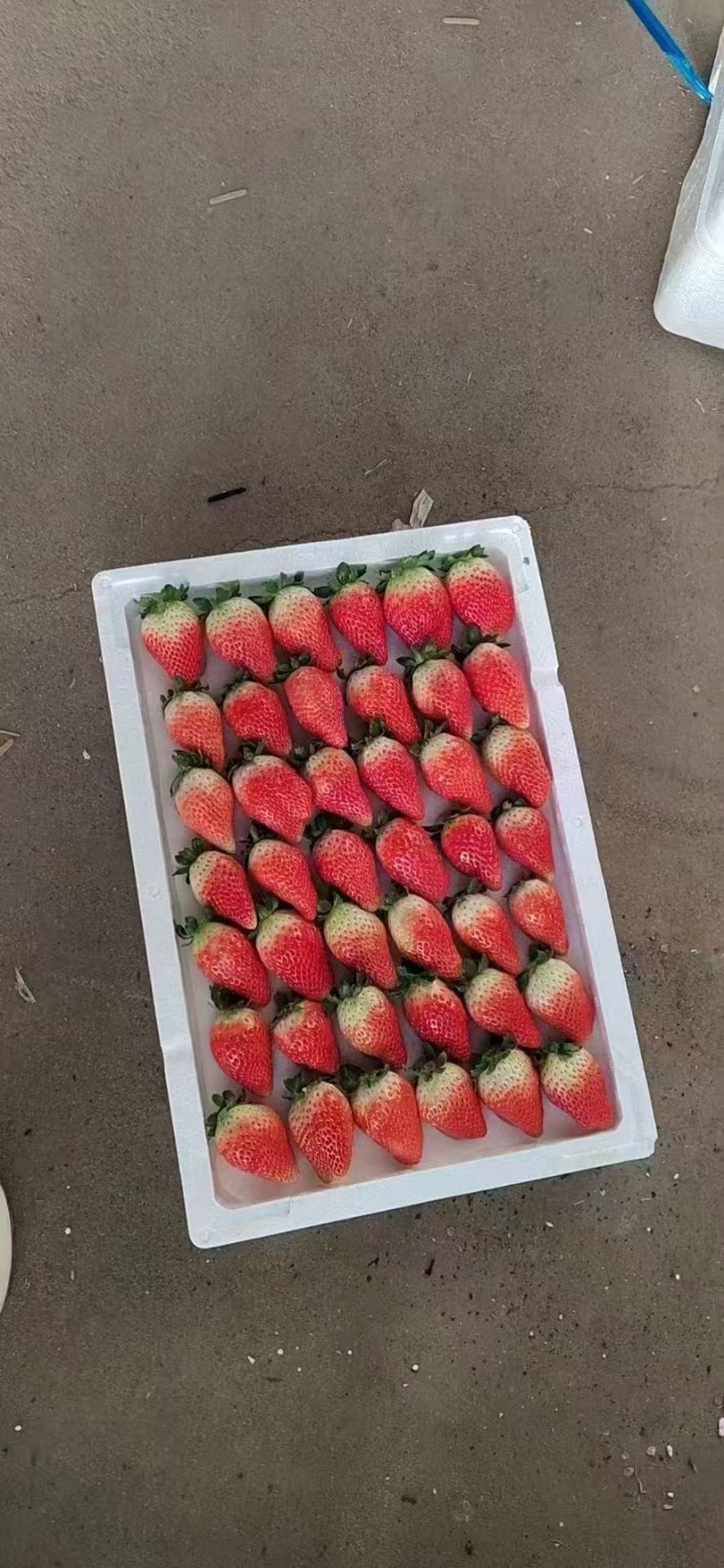 甜查理草莓，一天几万斤上货