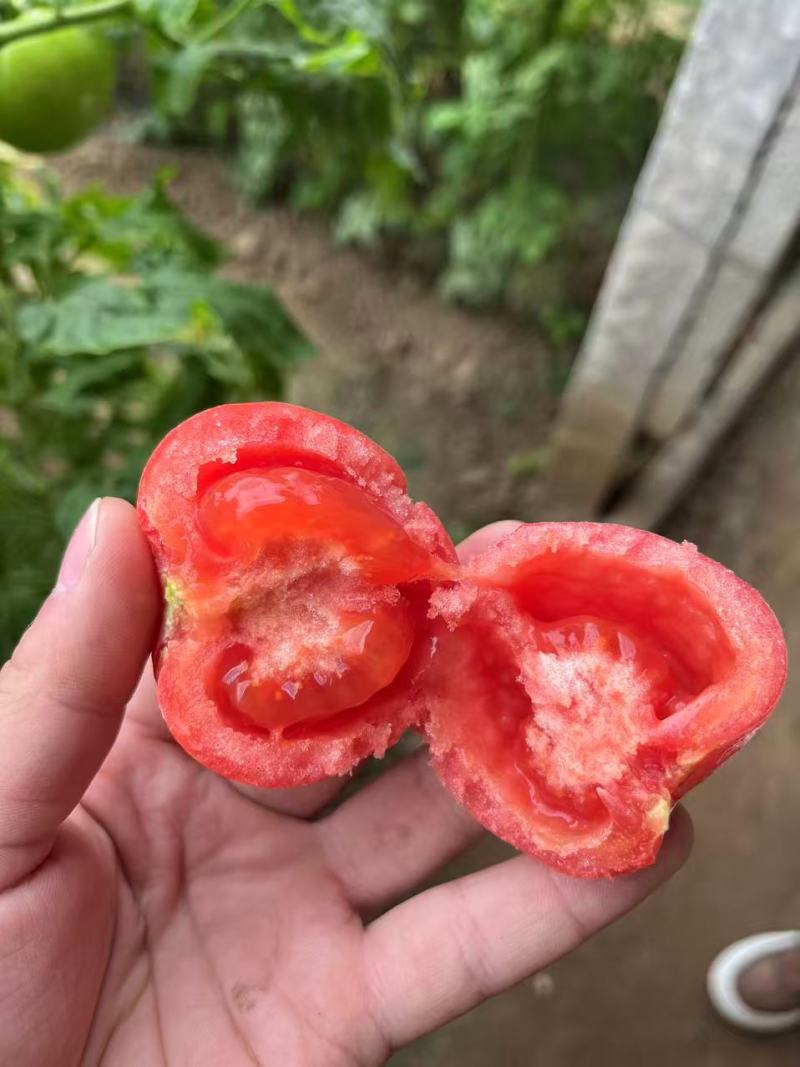 硬粉沙瓤西红柿大量接单代发全国量大从优欢迎来电