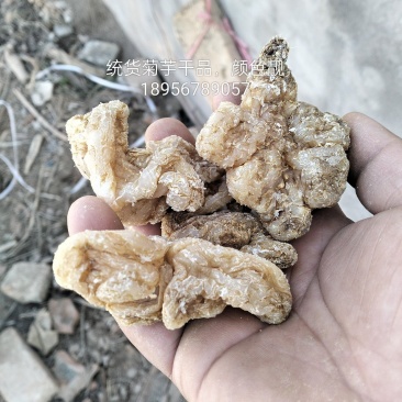 纯干菊芋