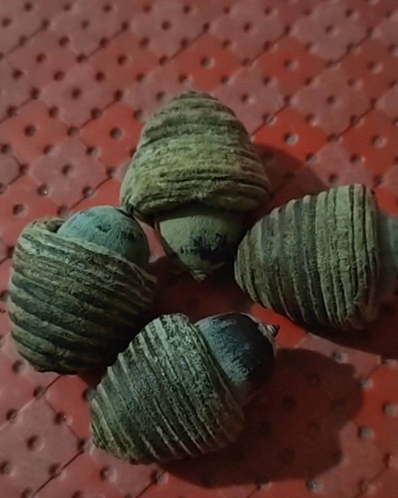 狗鞭果