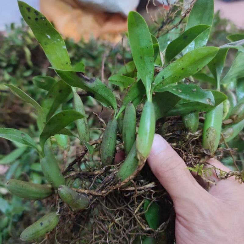 双叶石橄榄