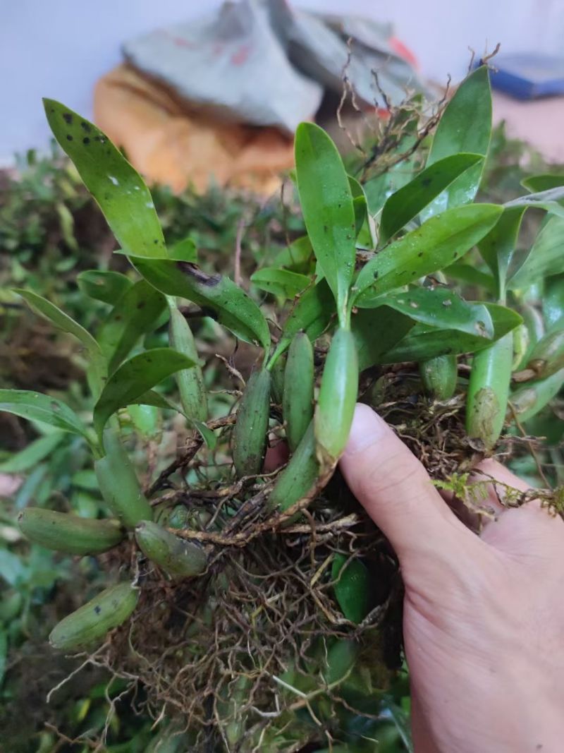 双叶石橄榄
