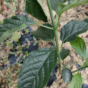 广西野生新鲜大青叶路边青臭大青中草药臭树根大青树枝