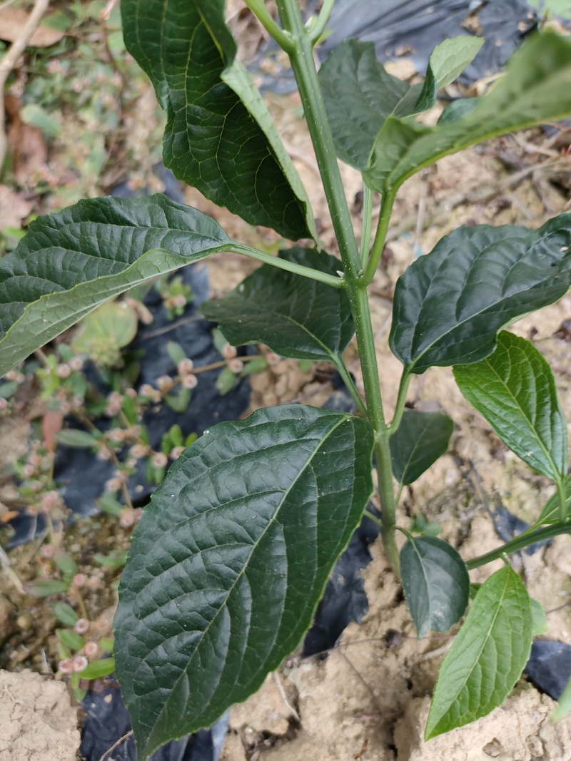 广西野生新鲜大青叶路边青臭大青中草药臭树根大青树枝