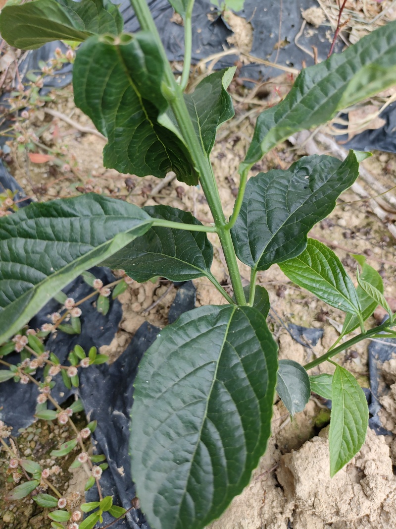广西野生新鲜大青叶路边青臭大青中草药臭树根大青树枝