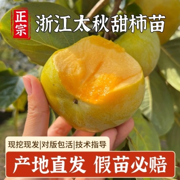 太秋甜柿苗新品种正宗浙江太秋脆柿苗日本大秋树苗假一赔十