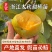 太秋甜柿苗新品种正宗浙江太秋脆柿苗日本大秋树苗假一赔十