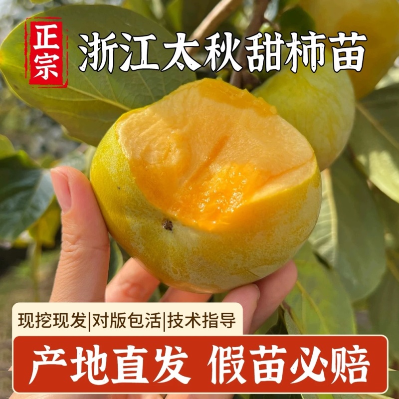 太秋甜柿苗新品种正宗浙江太秋脆柿苗日本大秋树苗假一赔十