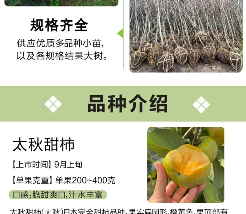 太秋甜柿苗新品种正宗浙江太秋脆柿苗日本大秋树苗假一赔十