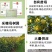 太秋甜柿苗新品种正宗浙江太秋脆柿苗日本大秋树苗假一赔十