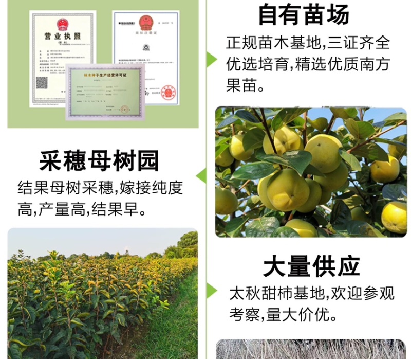 太秋甜柿苗新品种正宗浙江太秋脆柿苗日本大秋树苗假一赔十