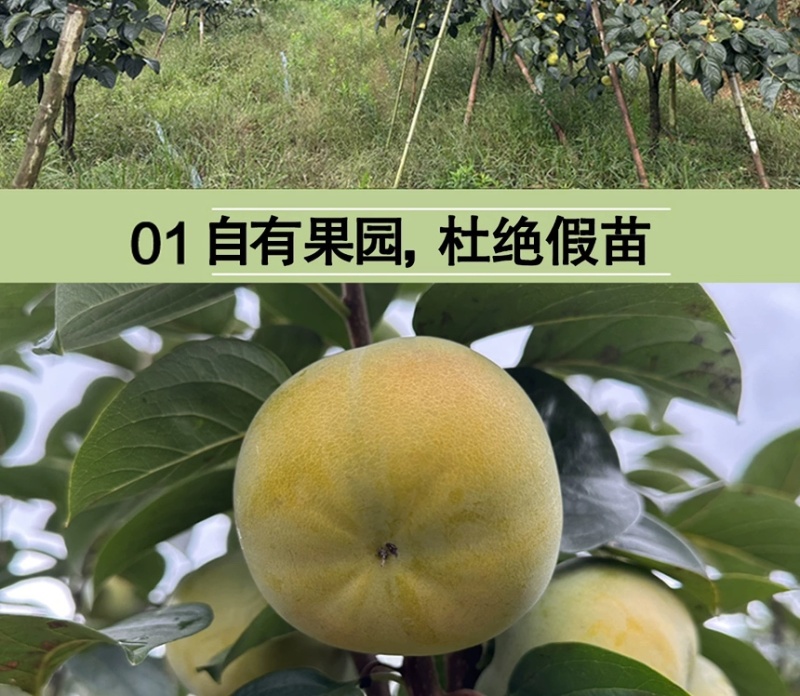 太秋甜柿苗新品种正宗浙江太秋脆柿苗日本大秋树苗假一赔十