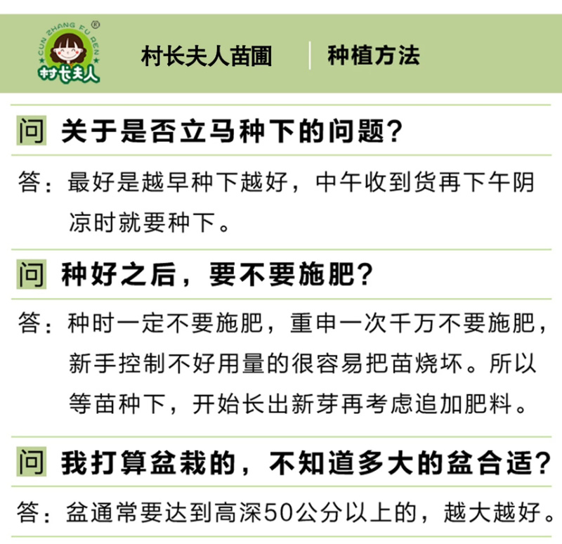 太秋甜柿苗新品种正宗浙江太秋脆柿苗日本大秋树苗假一赔十