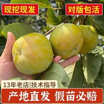 太秋甜柿苗正宗浙江太秋脆柿树苗日本脆甜柿对版包活1年苗