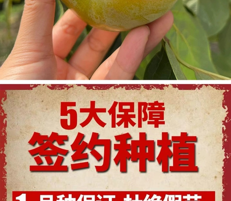 太秋甜柿苗正宗浙江太秋脆柿树苗日本脆甜柿对版包活1年苗
