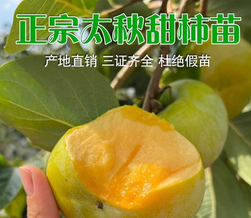 太秋甜柿苗正宗浙江太秋脆柿树苗日本脆甜柿对版包活1年苗