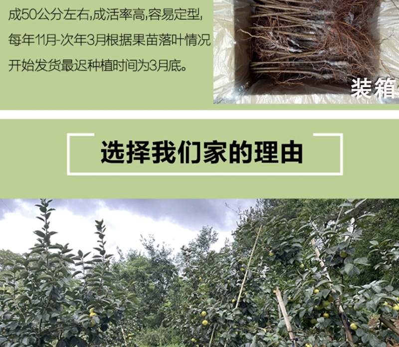 太秋甜柿苗正宗浙江太秋脆柿树苗日本脆甜柿对版包活1年苗