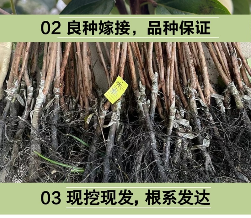 太秋甜柿苗正宗浙江太秋脆柿树苗日本脆甜柿对版包活1年苗