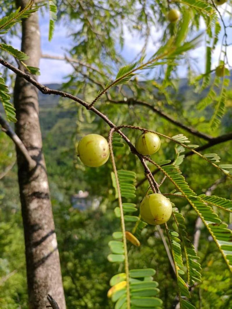 云南特产野生无硫烤干余甘子滇橄榄药食同源土特产农副产品