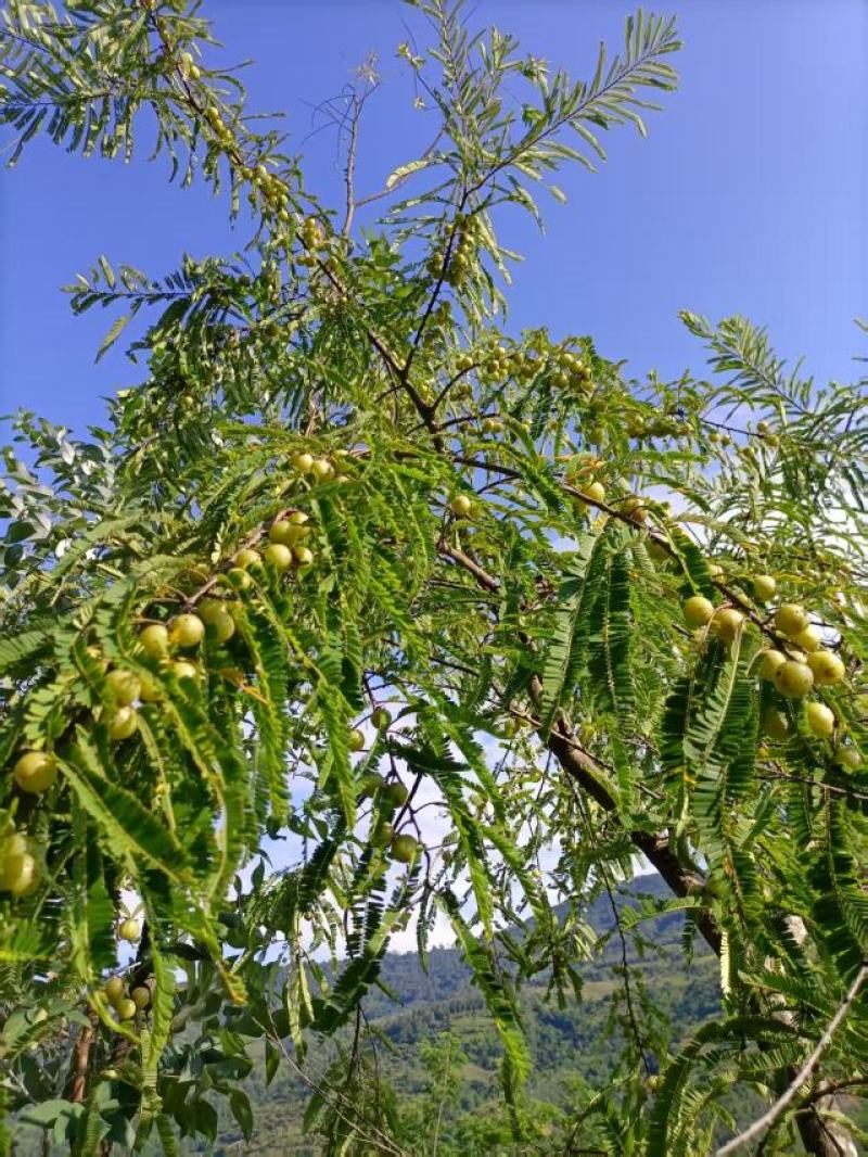 云南特产野生无硫烤干余甘子滇橄榄药食同源土特产农副产品