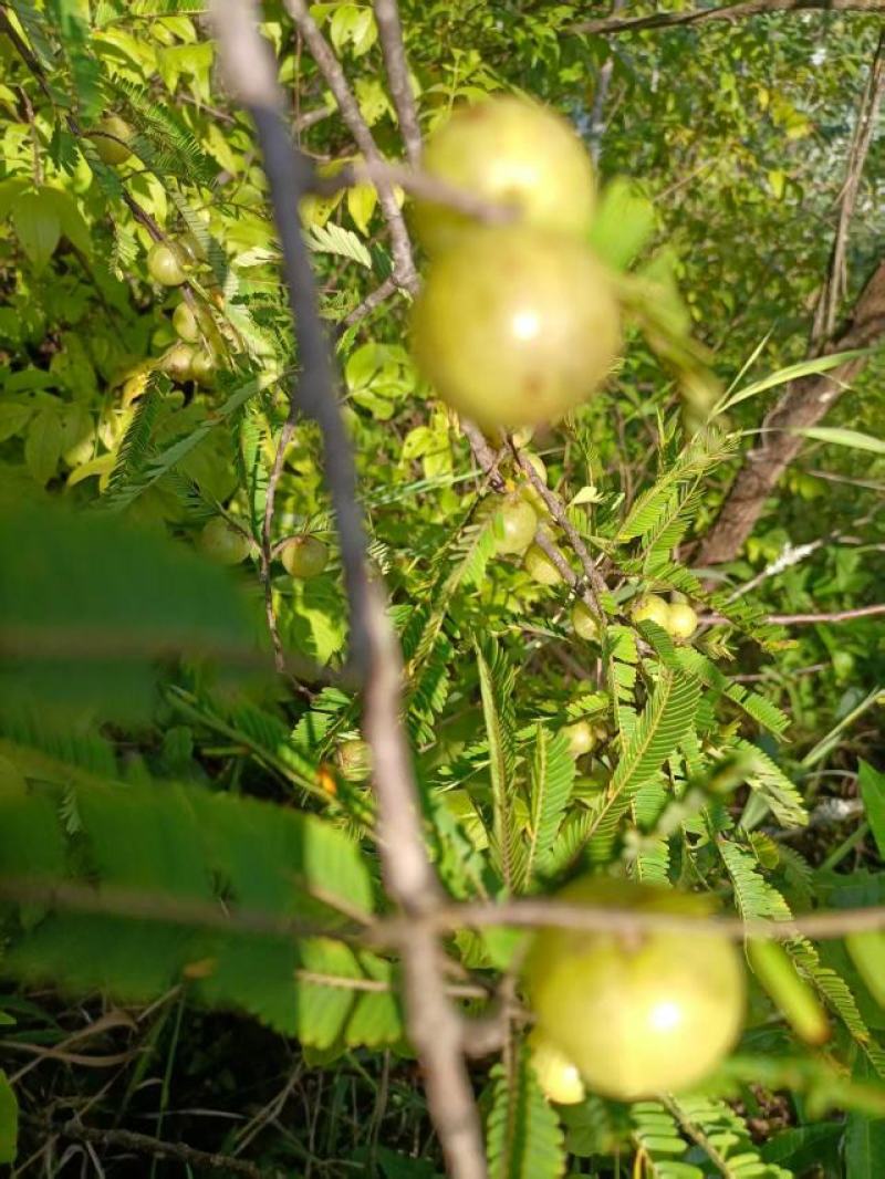 云南特产野生无硫烤干余甘子滇橄榄药食同源土特产农副产品