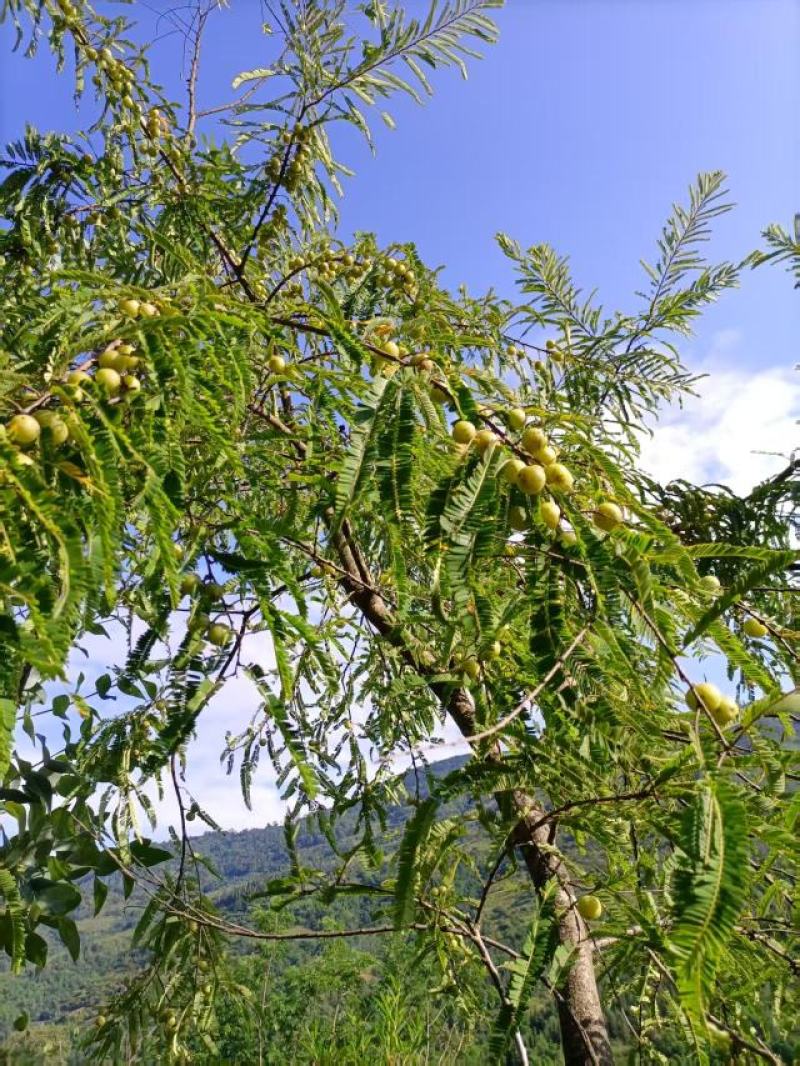 云南特产野生无硫烤干余甘子滇橄榄药食同源土特产农副产品