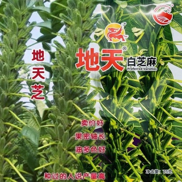 地天白芝麻种高产抗病抗倒伏白芝麻种籽大田基地用芝麻种