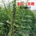 地天白芝麻种高产抗病抗倒伏白芝麻种籽大田基地用芝麻种