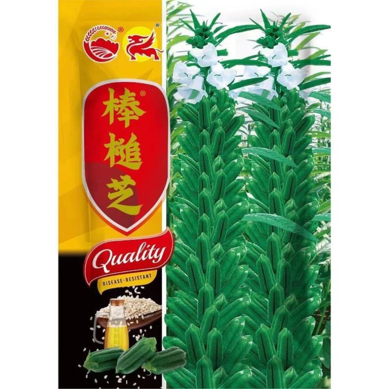 地天白芝麻种高产抗病抗倒伏白芝麻种籽大田基地用芝麻种